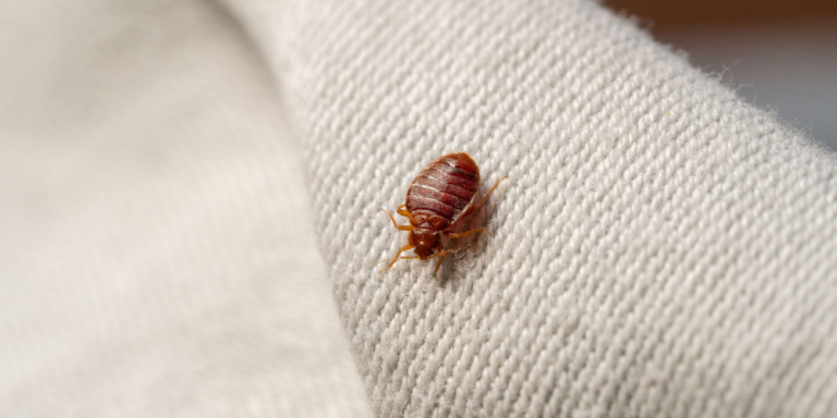 Does vacuum cleaning kill bed bugs?