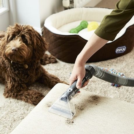 Dog cleaner deals